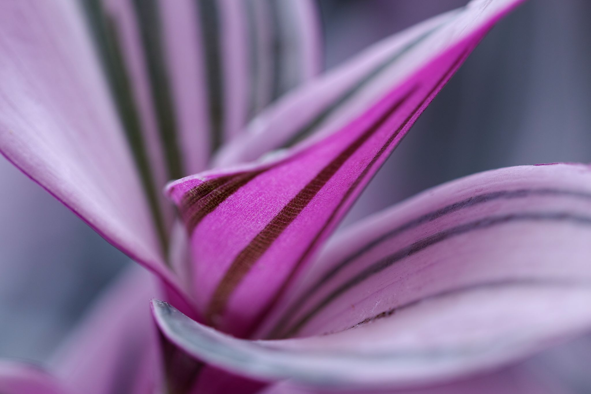 Makro fiori